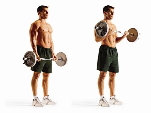 Biceps Barbell Lifting